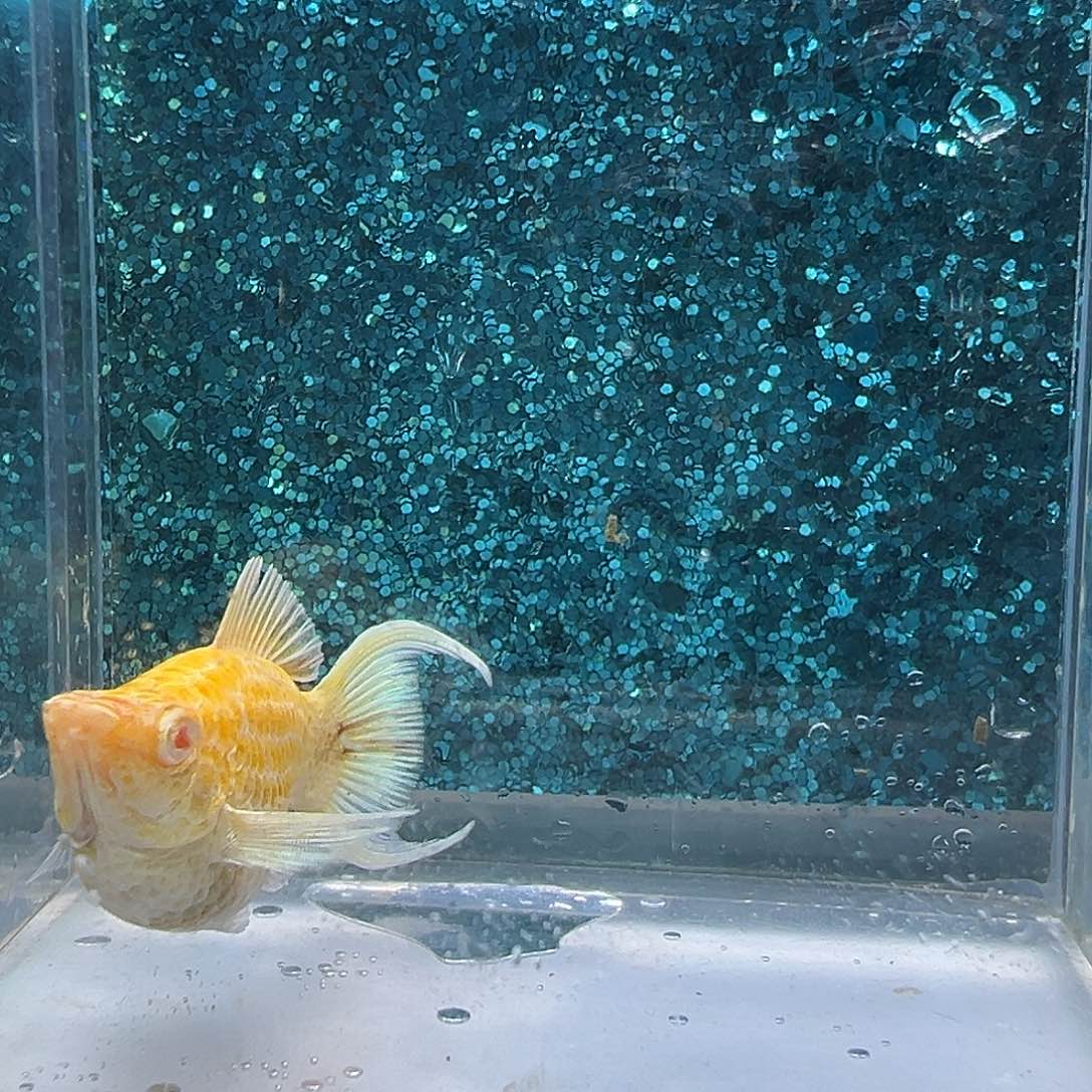 孔雀鱼金虎玛丽一对00045