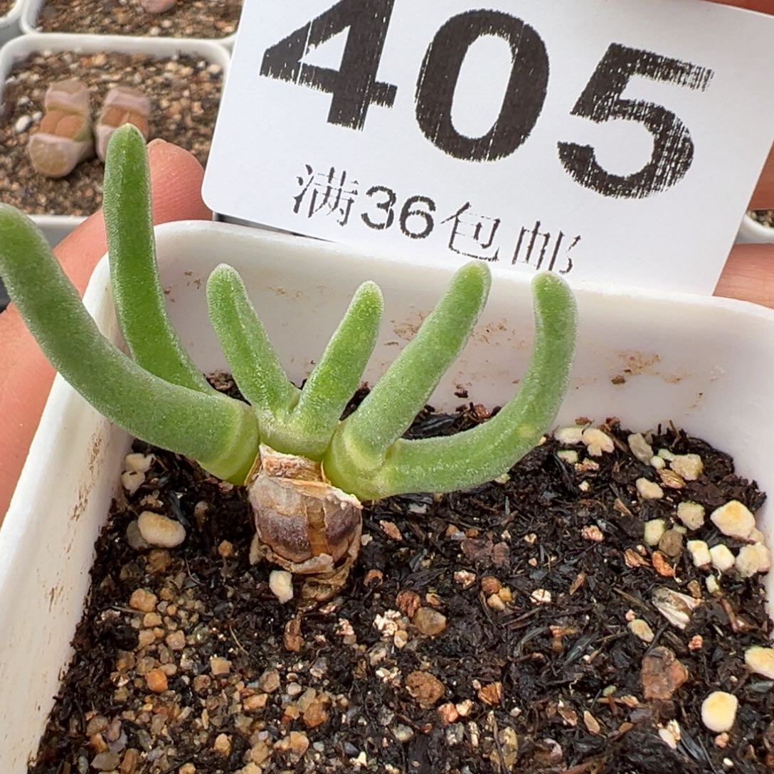 2.19好看的多肉405