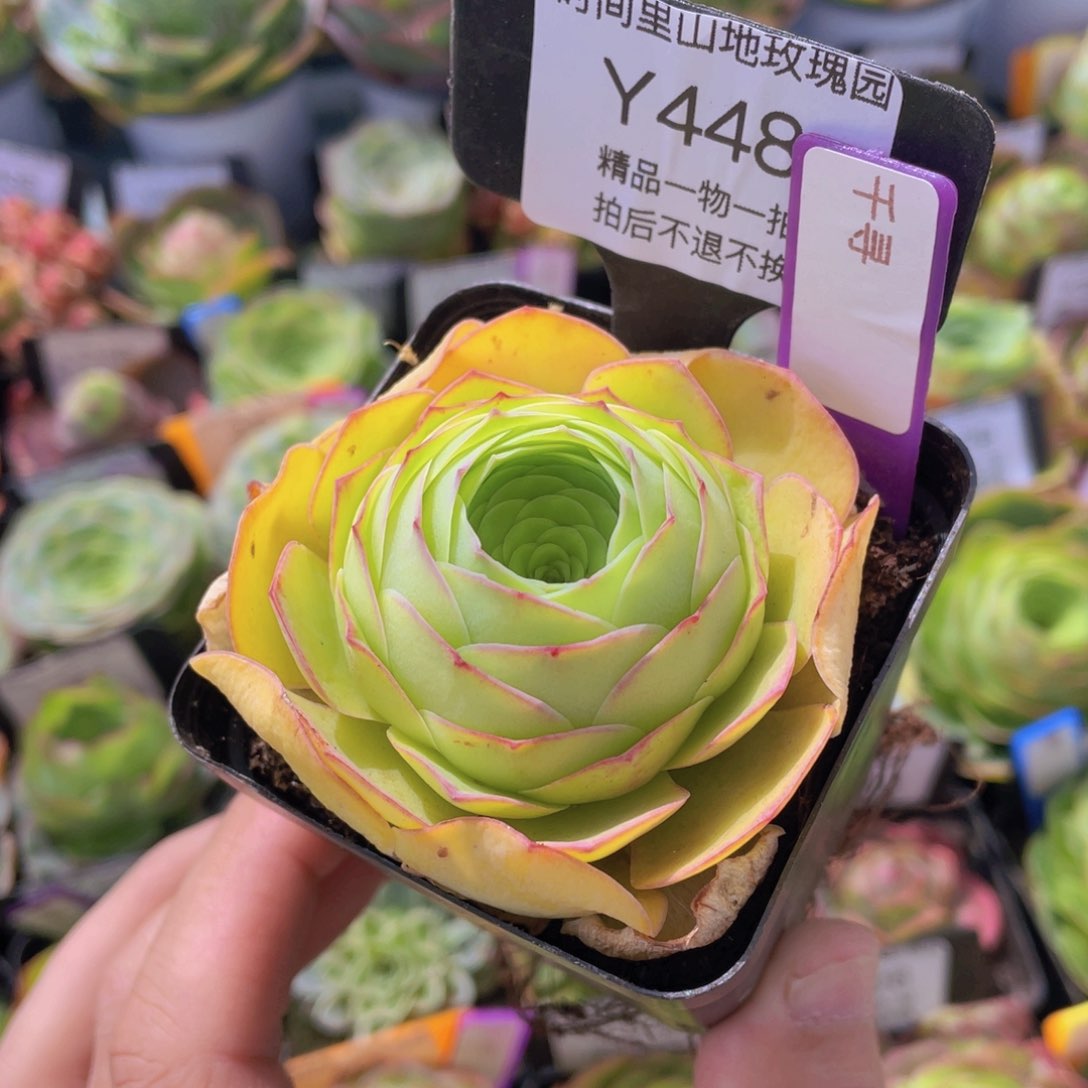 千寻多肉448一物一拍