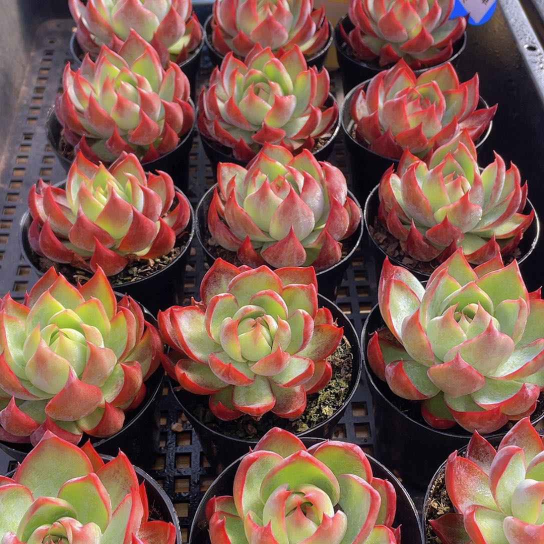 量拍31号 惊鸿仙子单头一个