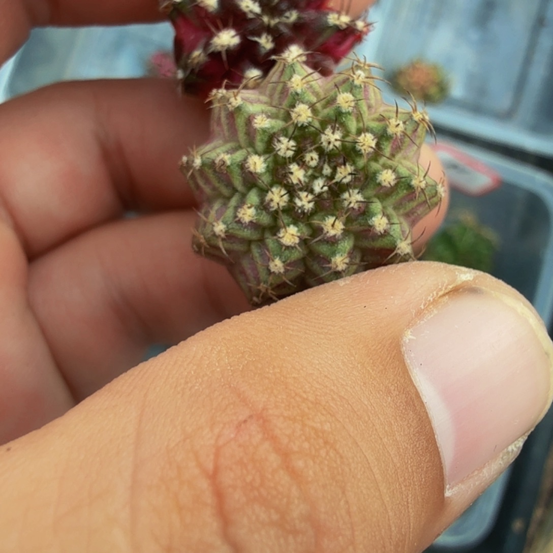 当前无花朵，栽培后可花朵