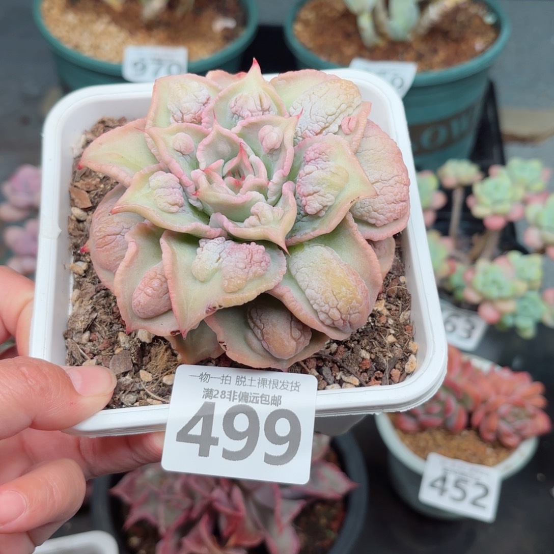 留财饺子皮无盆土发货