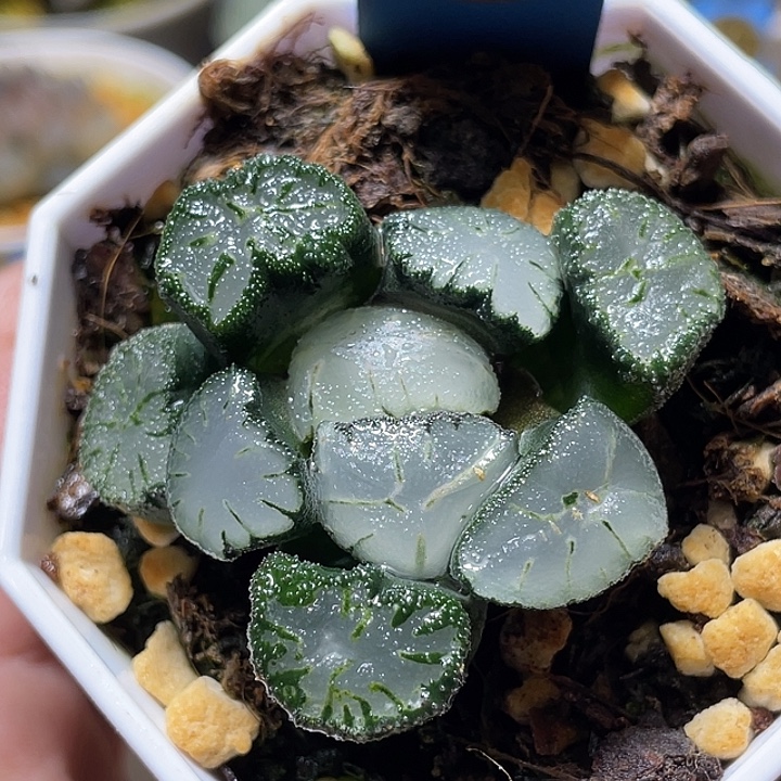 565巨大天照wanxiangfuli