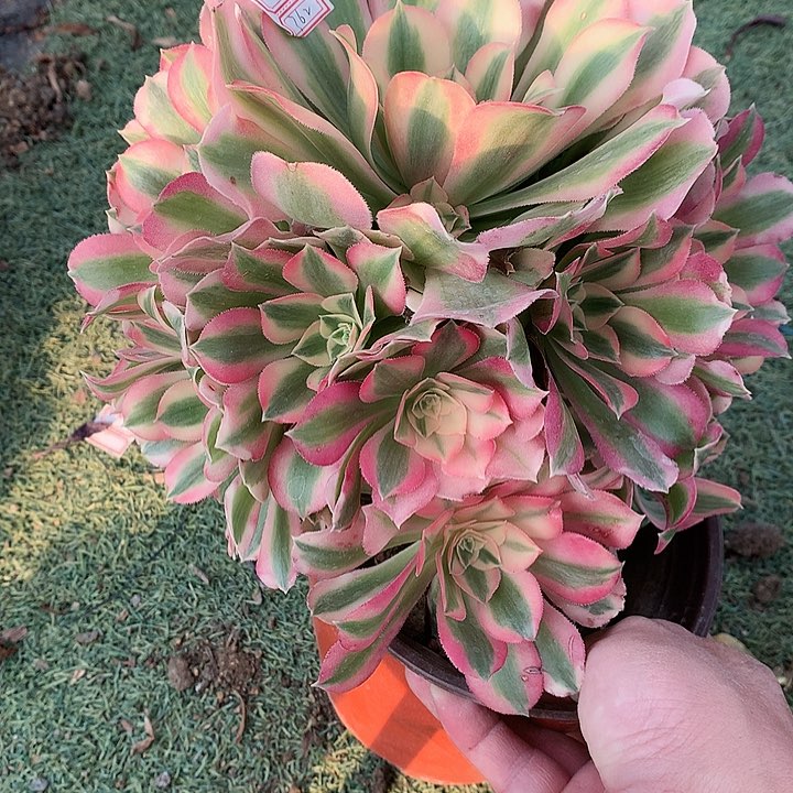 362粉女巫多肉植物