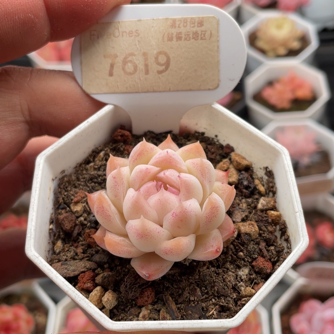 桃熏女王7619-4厘米