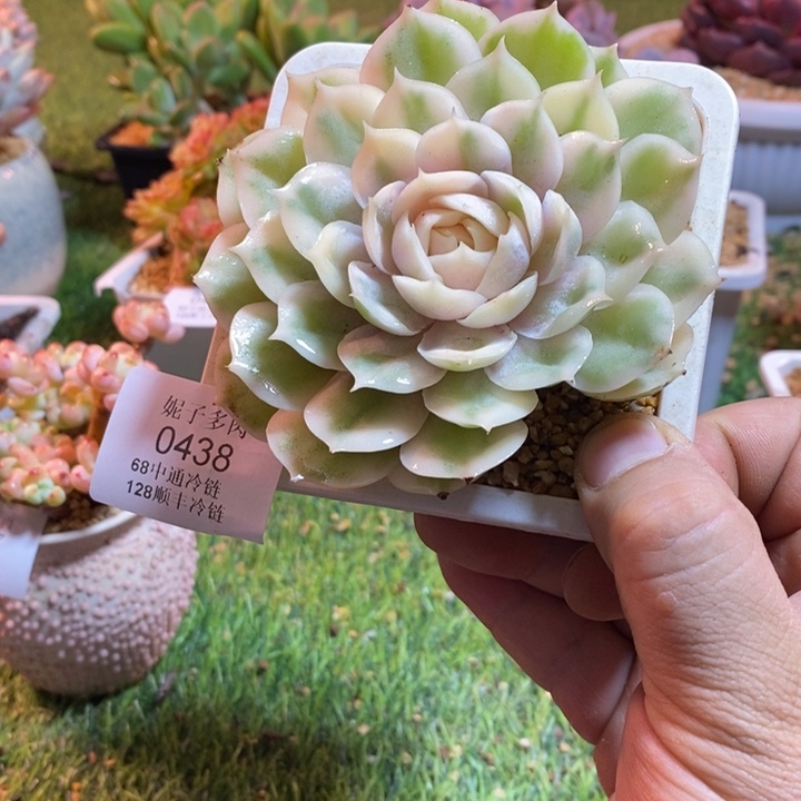 0438啊啊啊啊啊啊啊啊啊啊