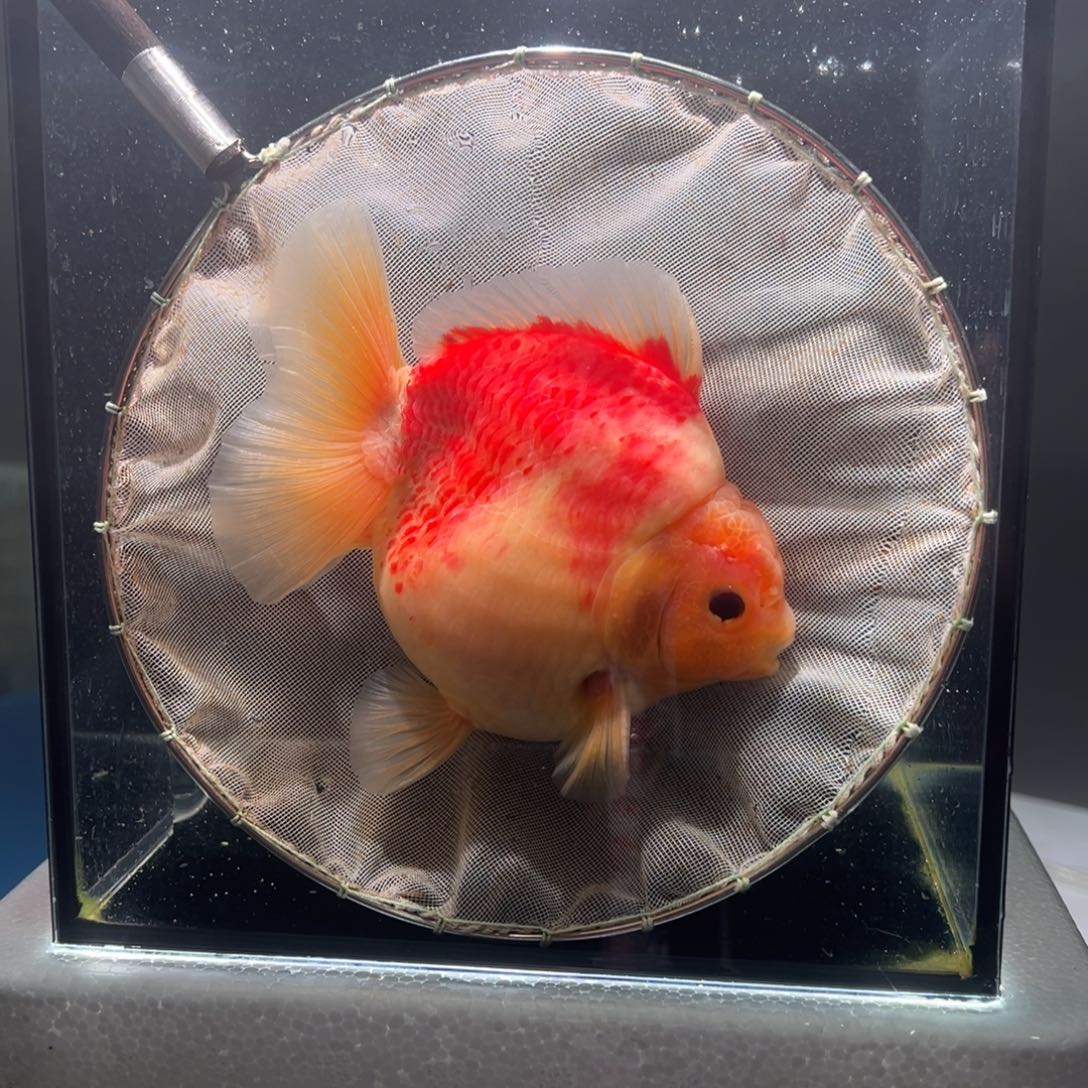 金鱼054。  99999999