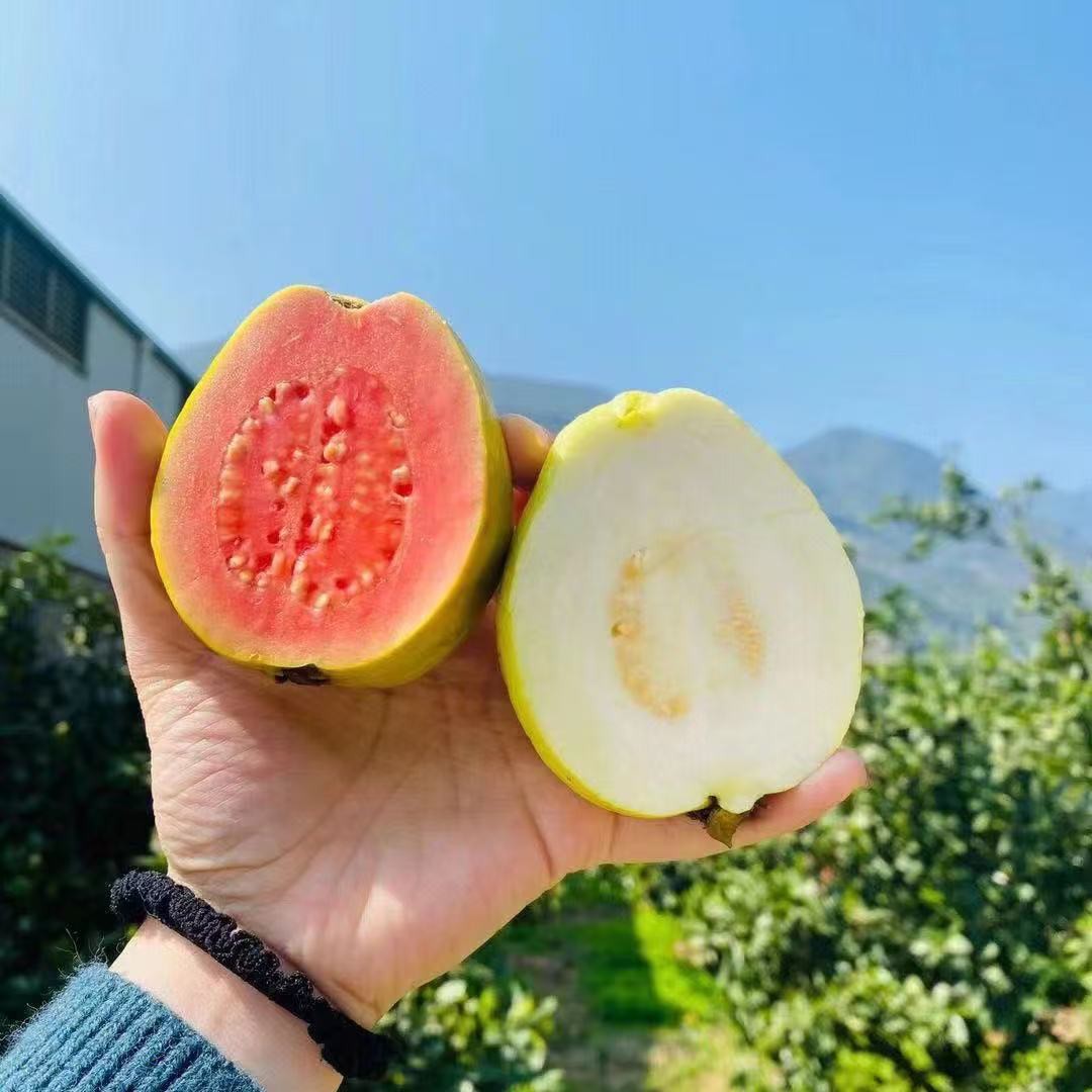 喜润双拼芭乐3.6斤毛重，奶油芭乐+草莓芭乐。一次吃到两种口味。北京市