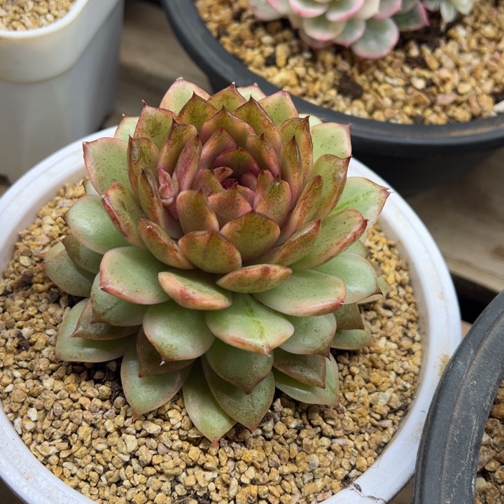 黑水晶锦 夏鸣园艺