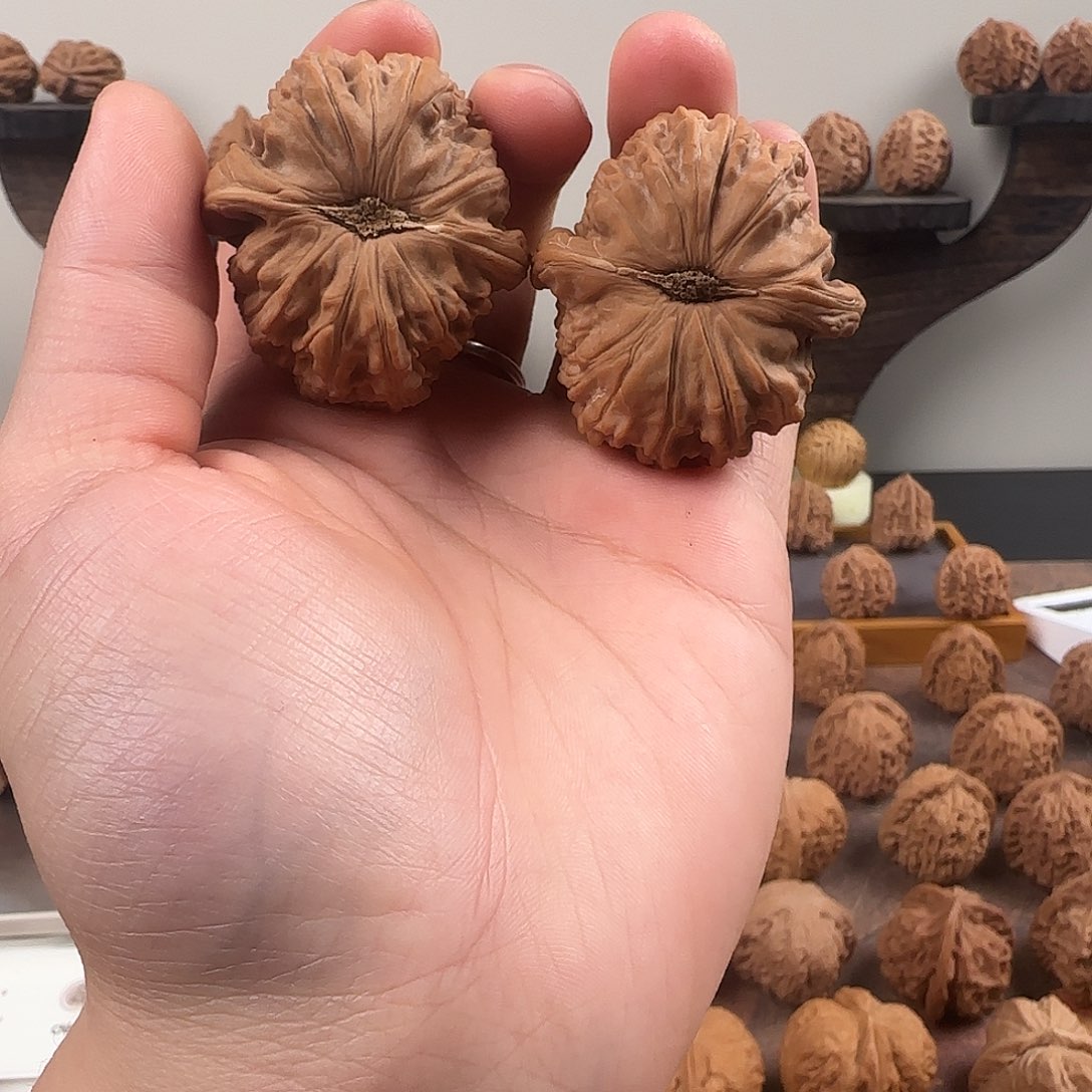 核桃边42肚45全品元宝桩白狮子