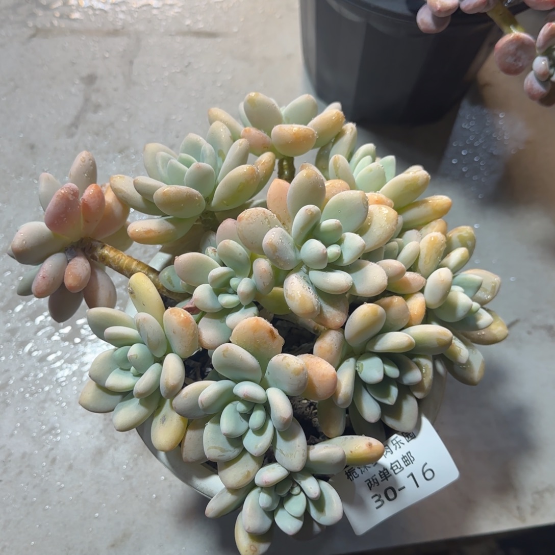 30-16香水洛神多肉植物