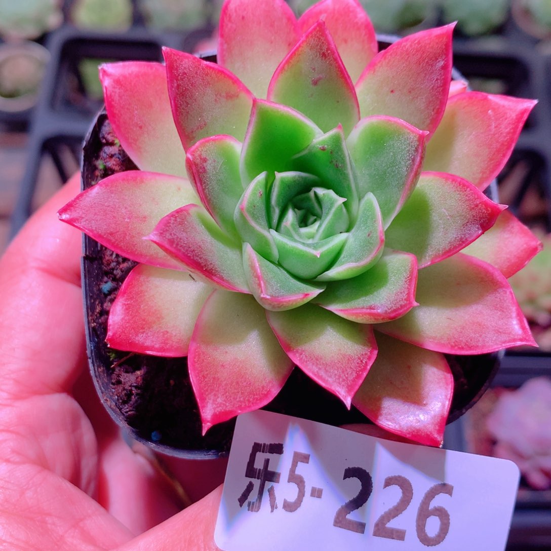 乐然5-226 红玫瑰 