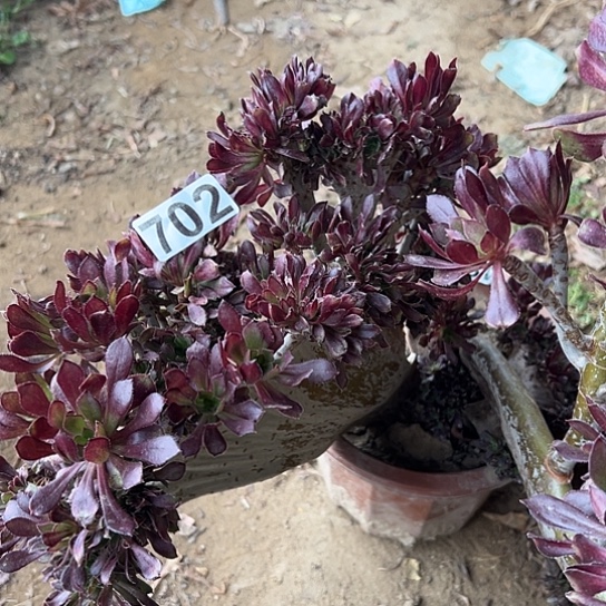 吉***懿多肉植物一个黑法