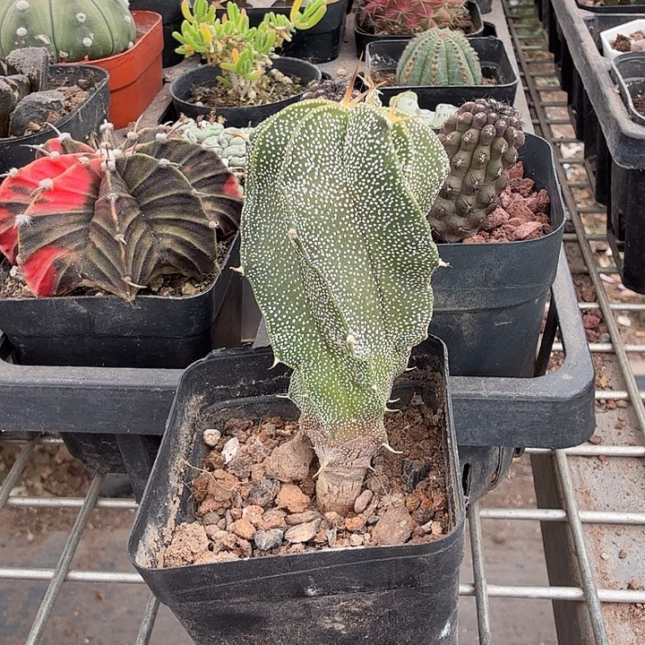 实生般洛单头3仙人球