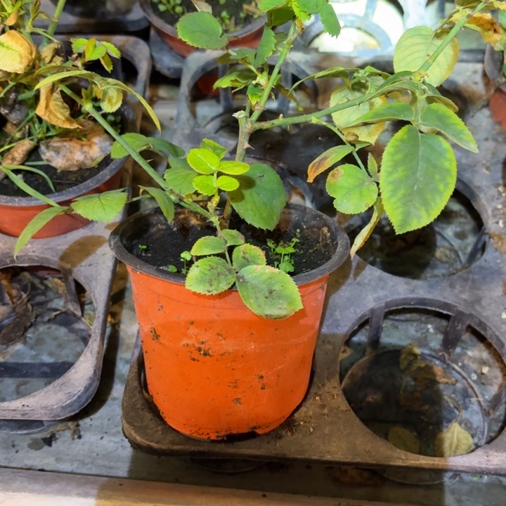 无花朵爱情喷泉小苗