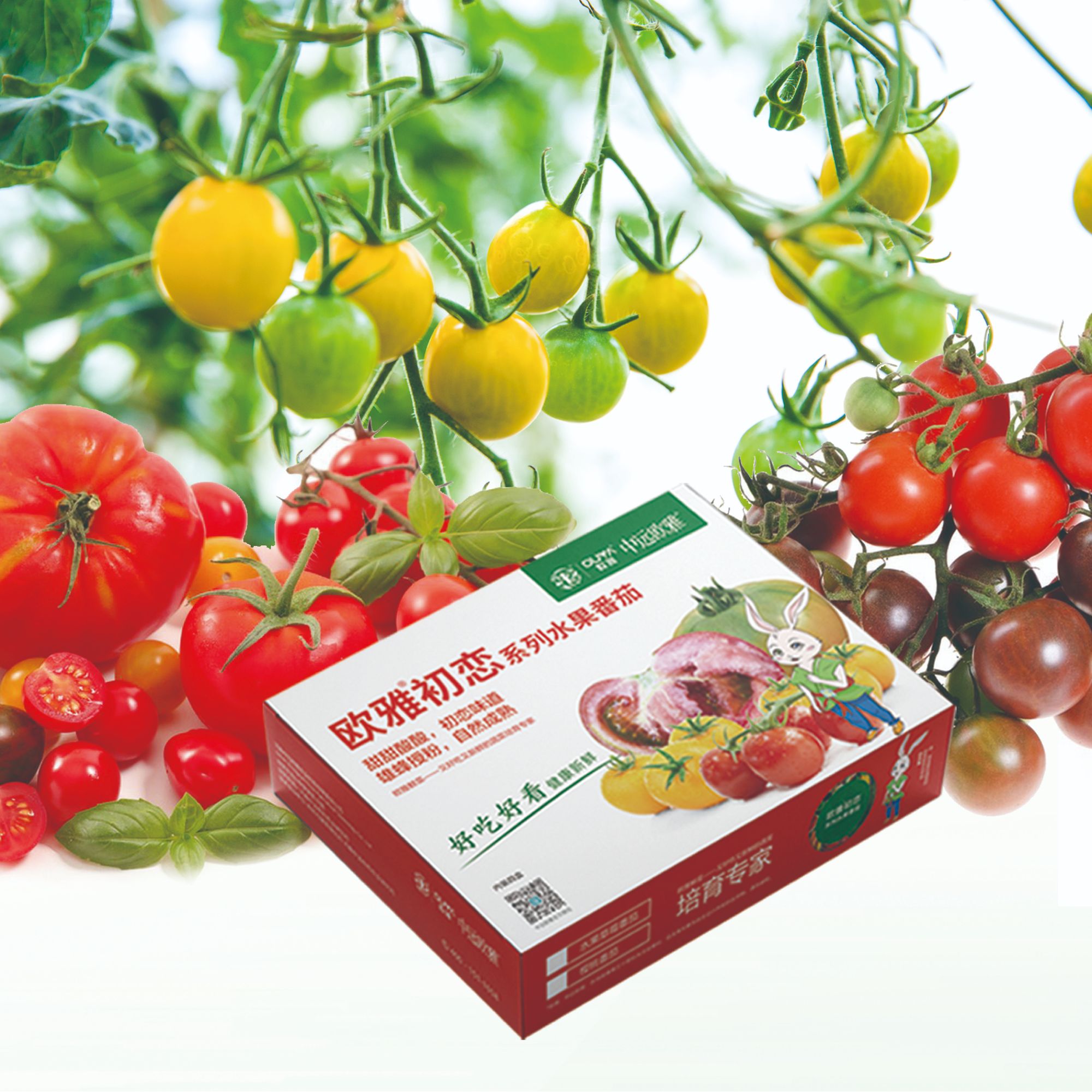 【新春好礼】欧雅初恋系列五彩番茄礼箱