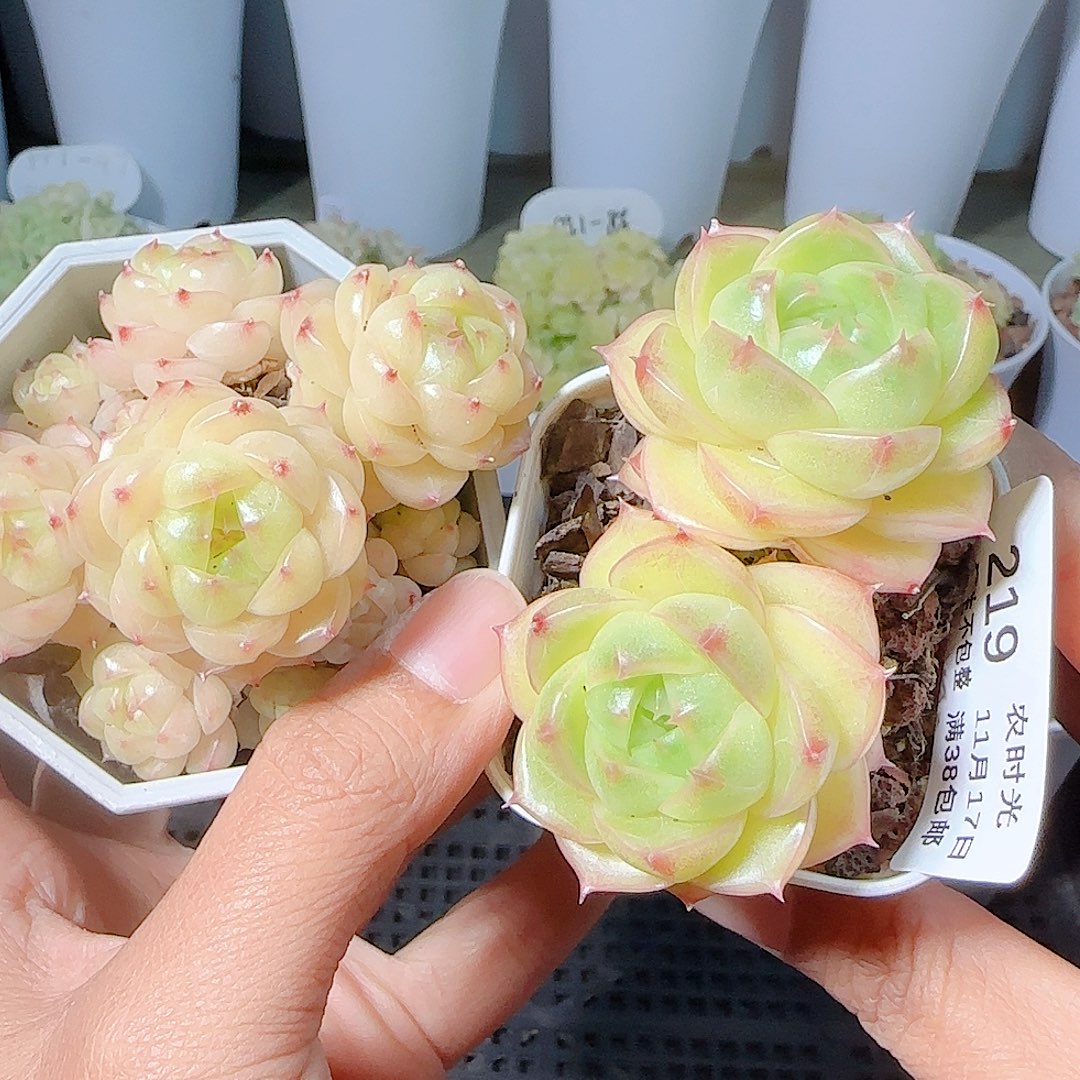 1117-219fm-20-1麦杆