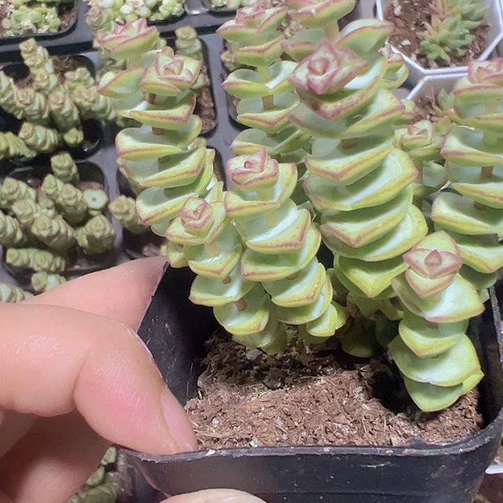 钱串子精品多肉植物大战