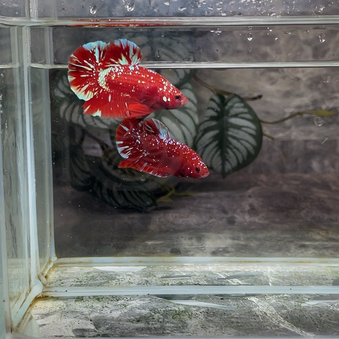 斗鱼育平斗鱼泰国斗鱼