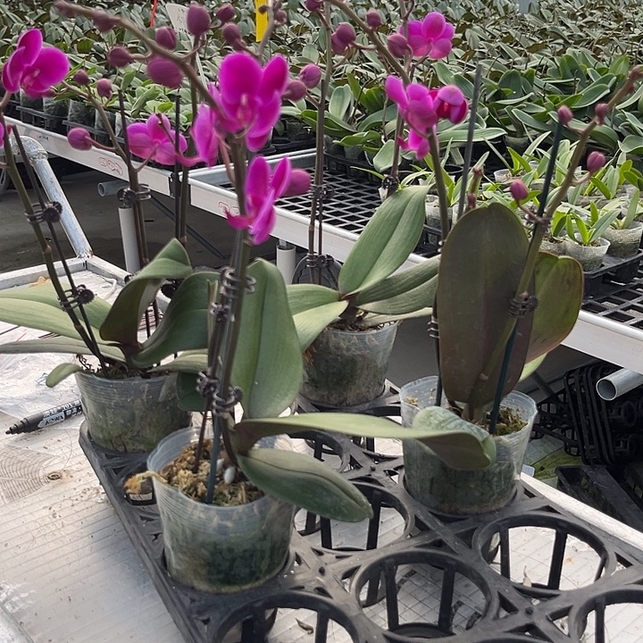 阿***晶大部分花苞少量开放四颗满天红91