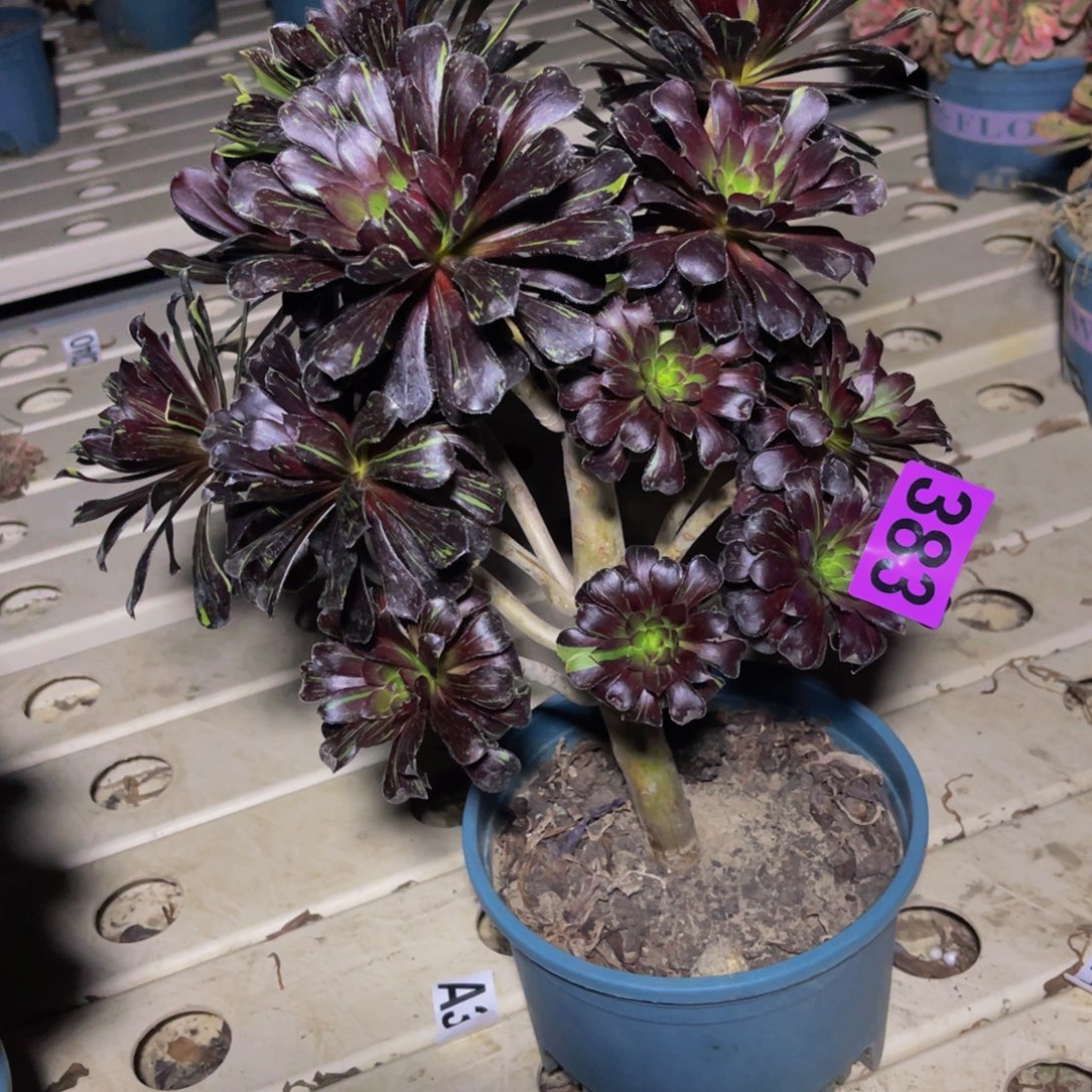 水墨丹青7///////24包邮