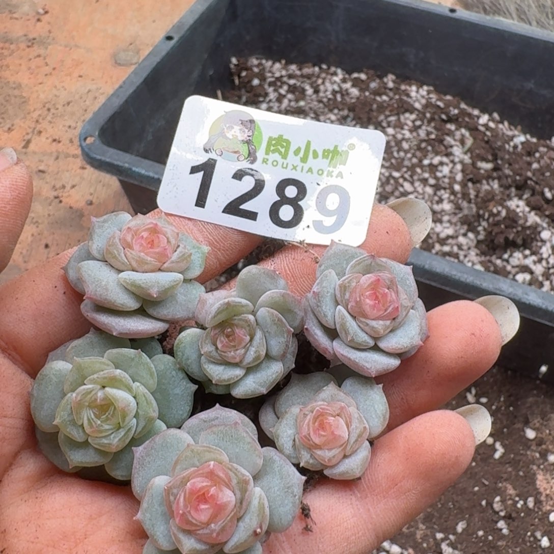 M***u多肉植物多肉植物