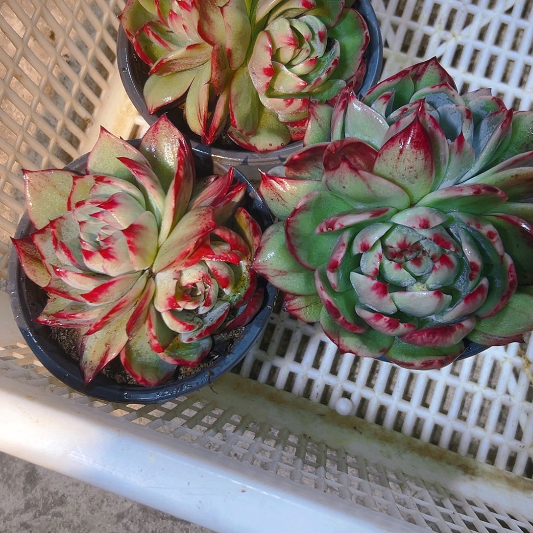 ღ***࿐惊红多肉245789976544