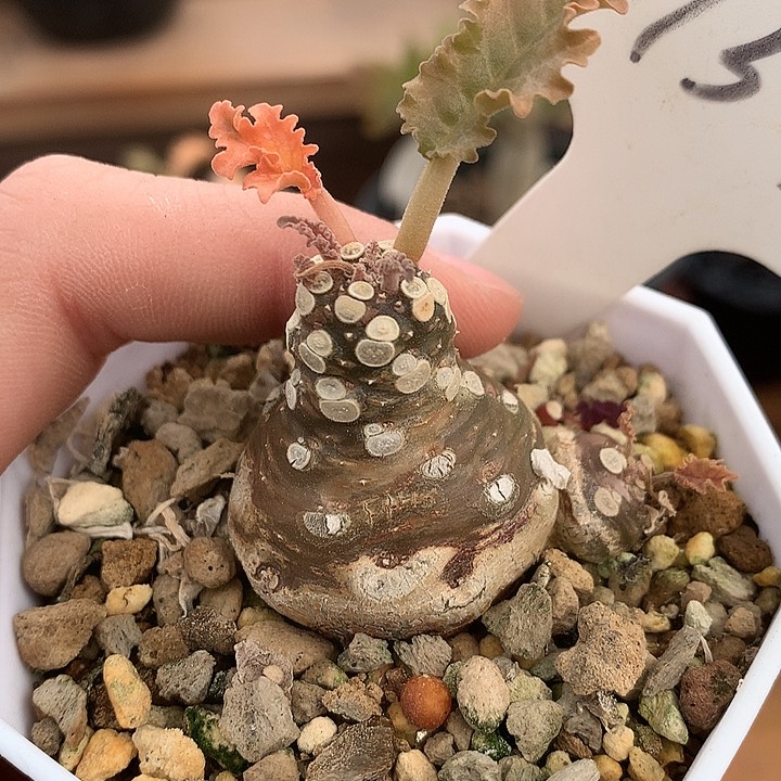 157霍武德4公分666666666