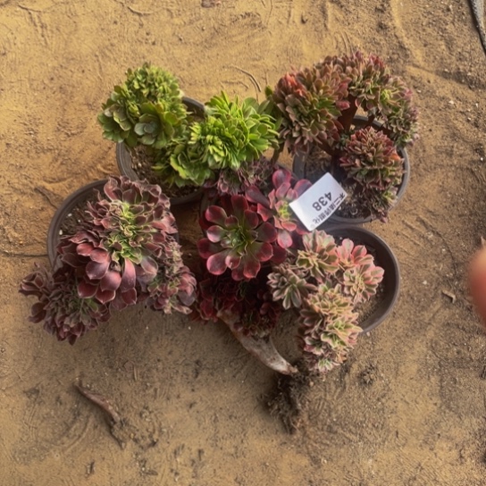 438，小缀化套餐6颗瑕疵