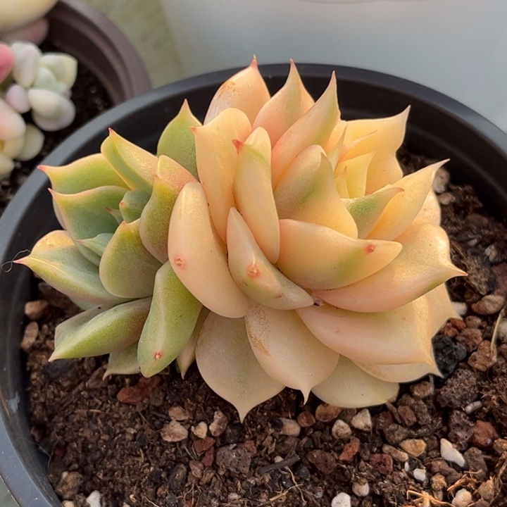 贝加尔湖锦双头腹轮