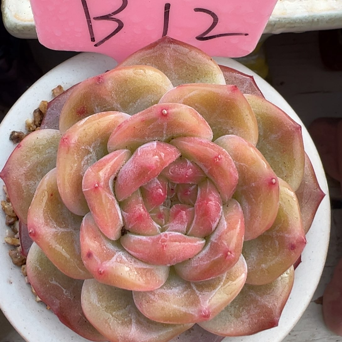 多肉植物一物一拍
