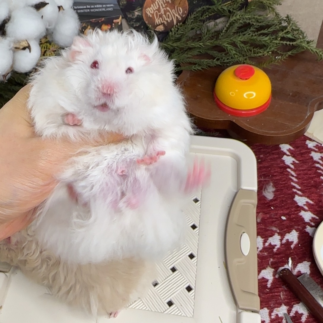 卷毛银灰金弟弟11.08