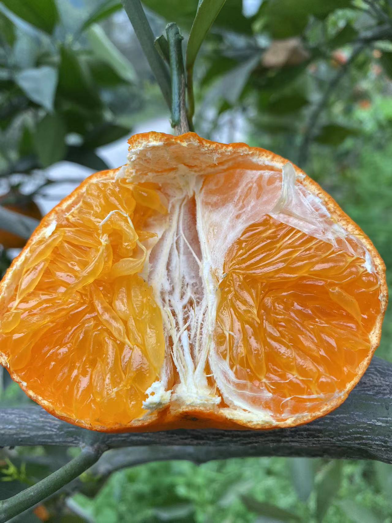 四川明日见柑香橘爆汁耙耙柑甜新鲜采摘当季水果