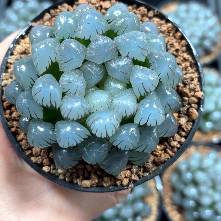 潘氏冰灯多肉植物