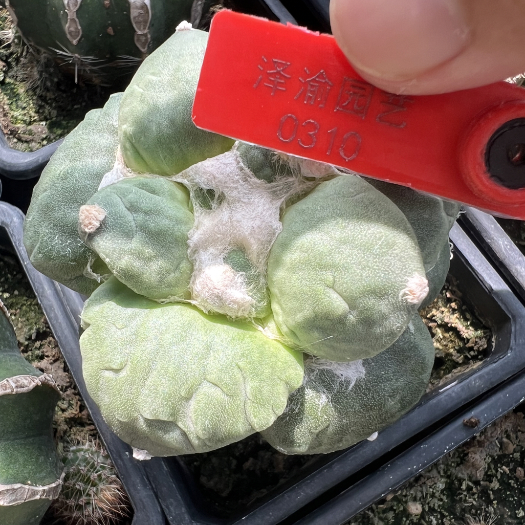 0310号草球苗接怒涛牡丹，辛顿牡丹，黑牡丹，各种牡丹锦，一物一拍