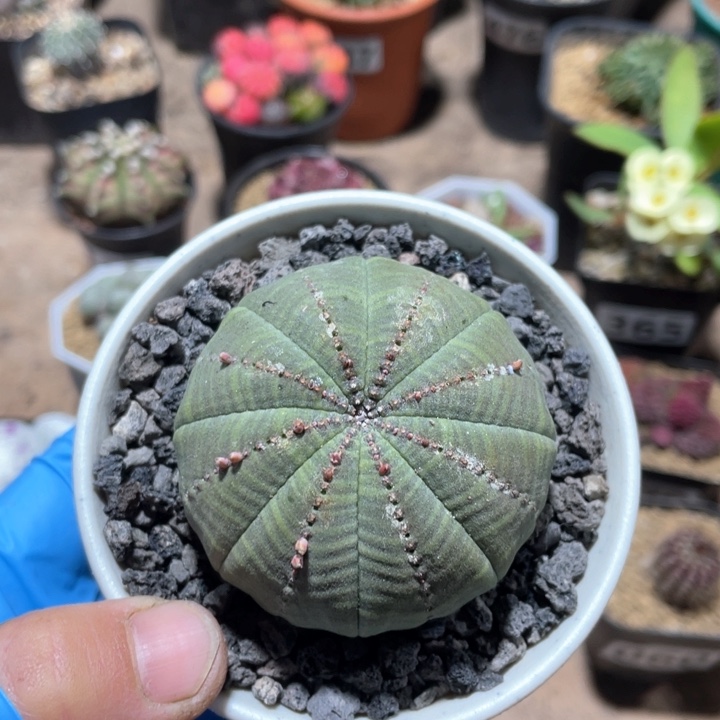 163实生大单头欧布