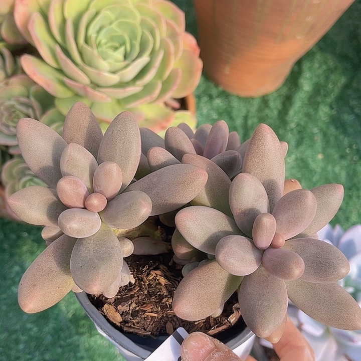 糖果美人0613多肉植物