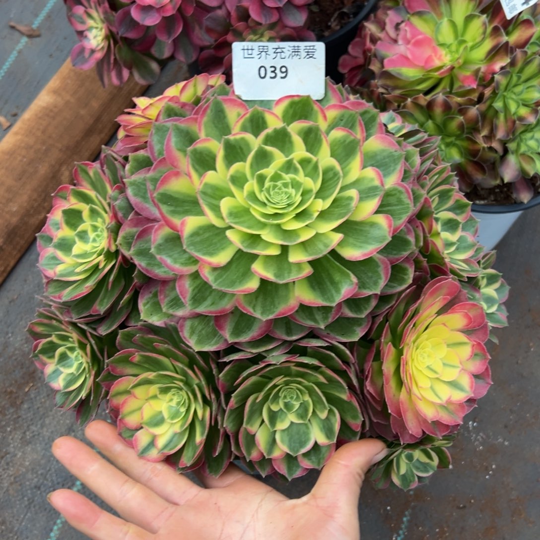 多肉植物039海仙 官府28