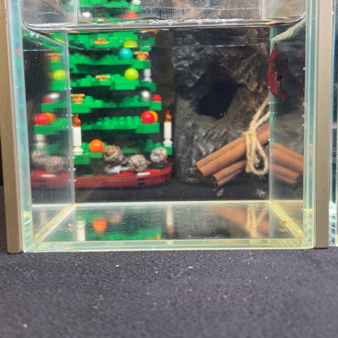 斗鱼十二月二十六日竞价