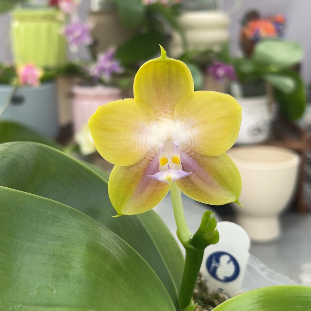 完全开放BTA216，3.5杯开花株