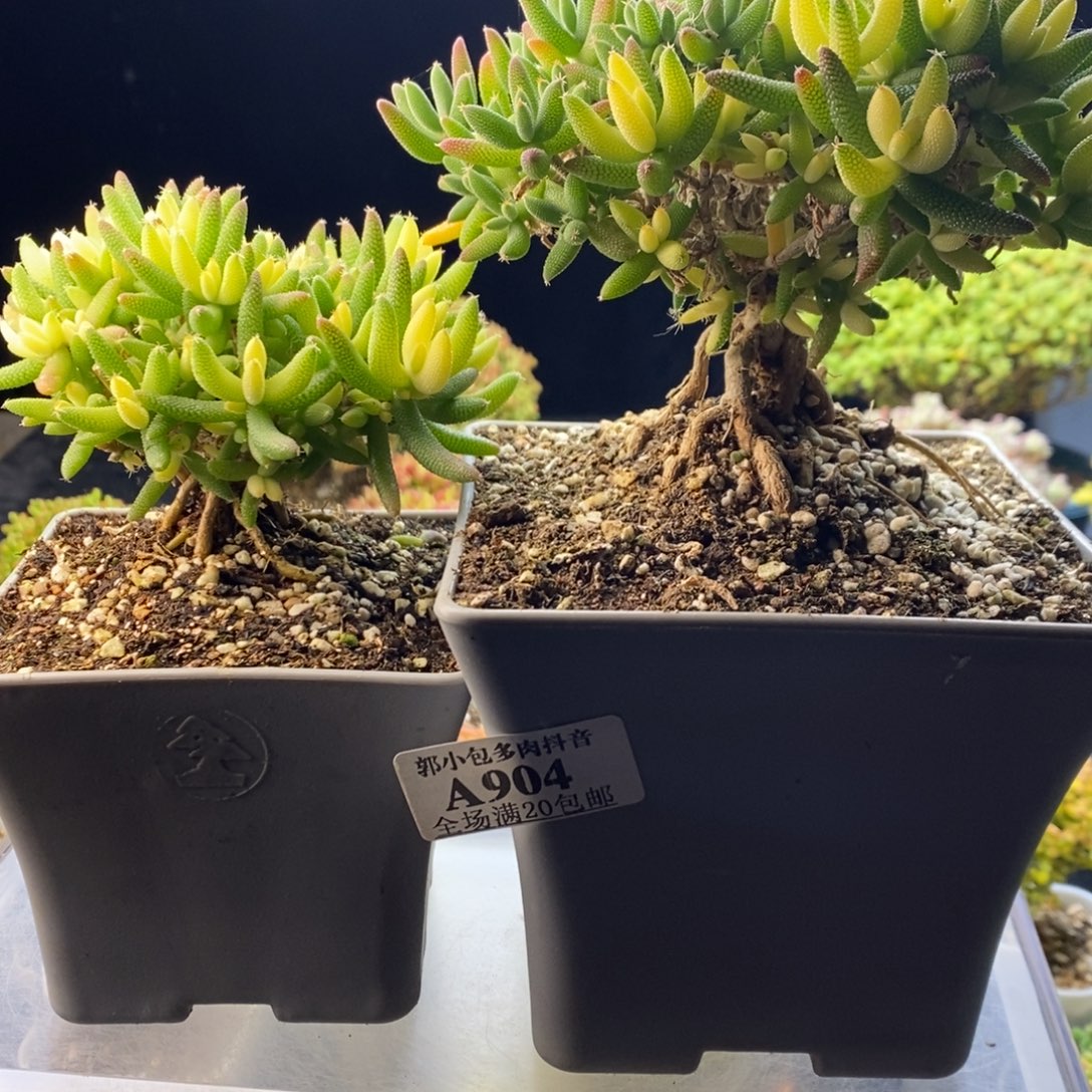 暮***暮904玉米锦。      