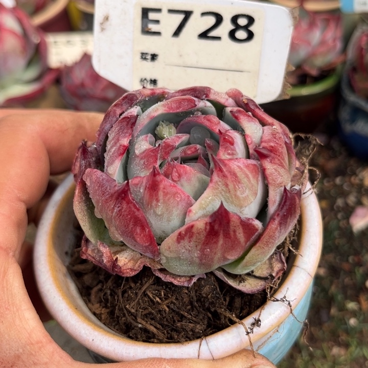 惊鸿一瞥728号多肉植物