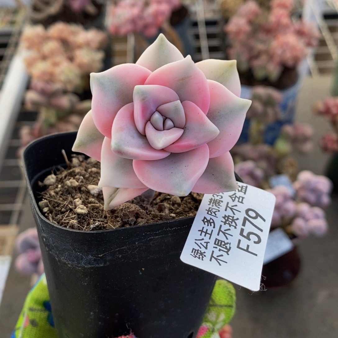 彩虹锦579/3cm多肉