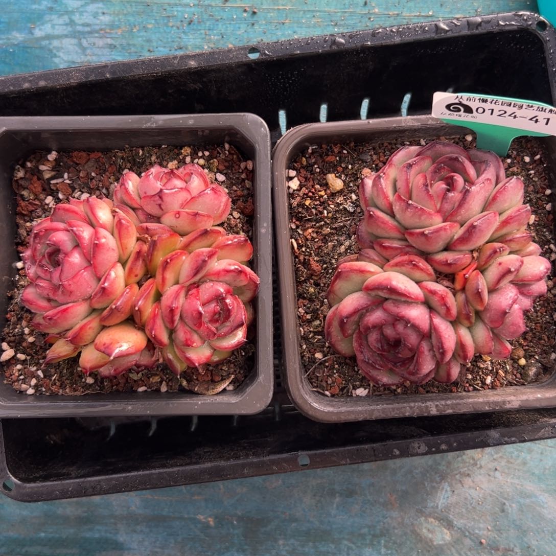 多肉一物一拍0124-41