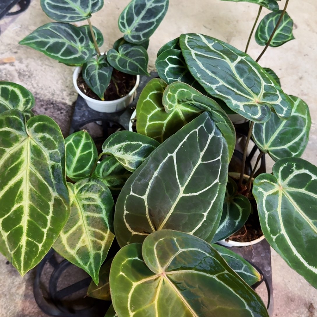 三***分完全开放一物一拍T29