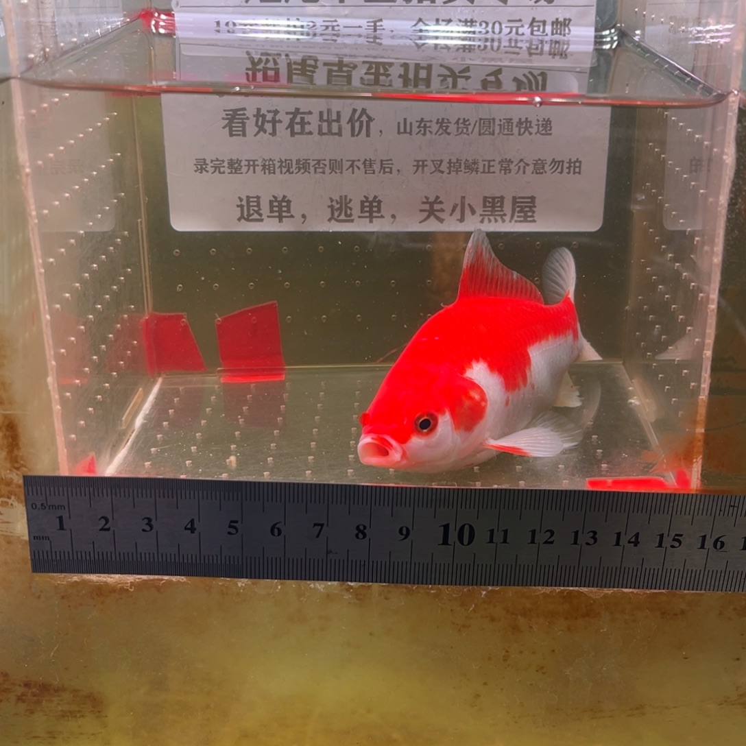海水鱼177号的我就开始看
