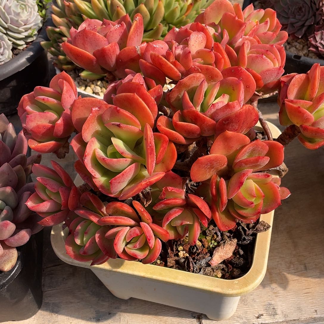 多肉植物一物一拍