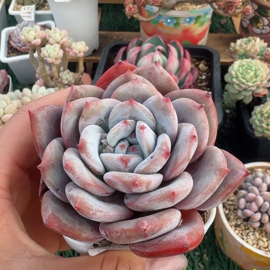 1735一物一拍（满28包邮