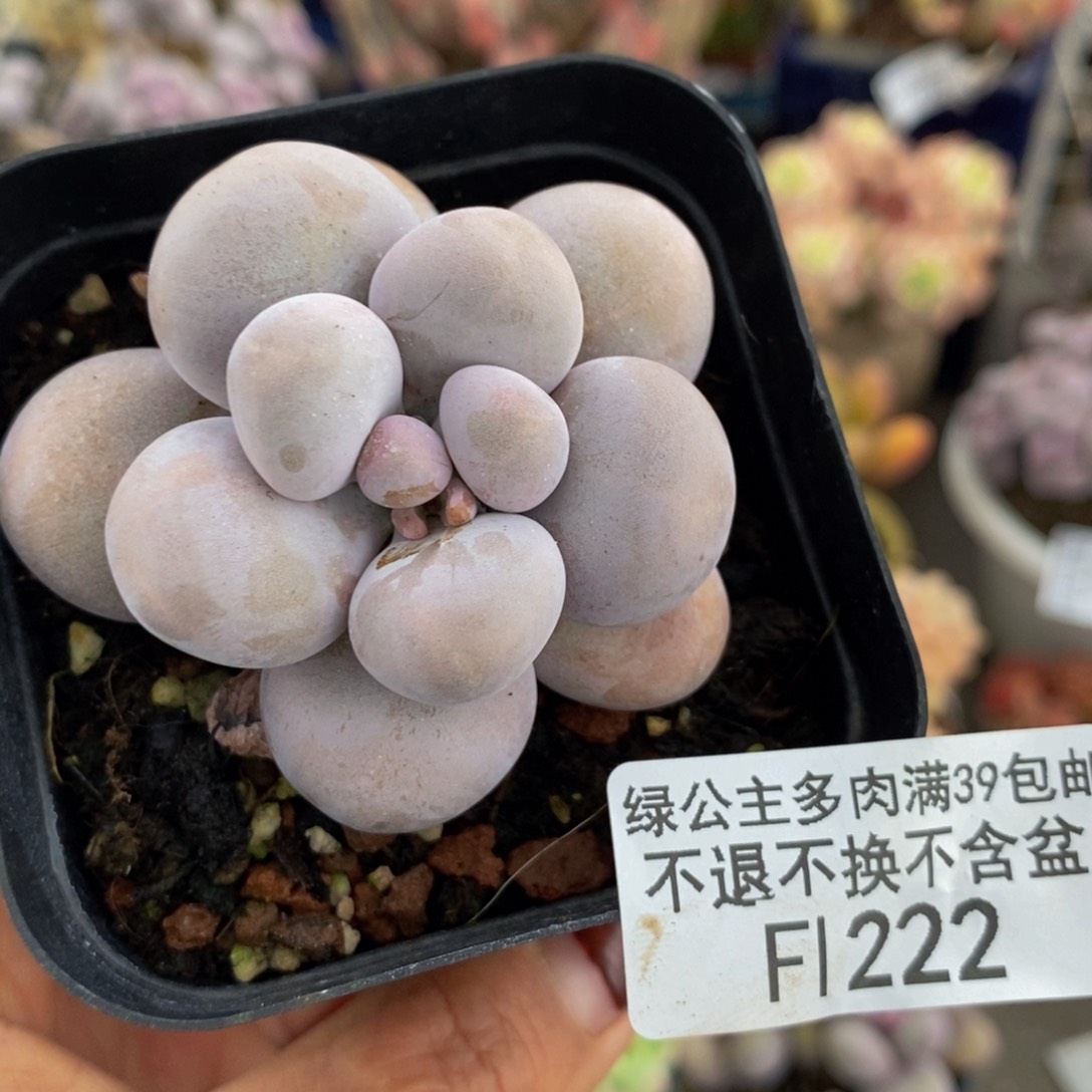 芭比奶酪222/5c m