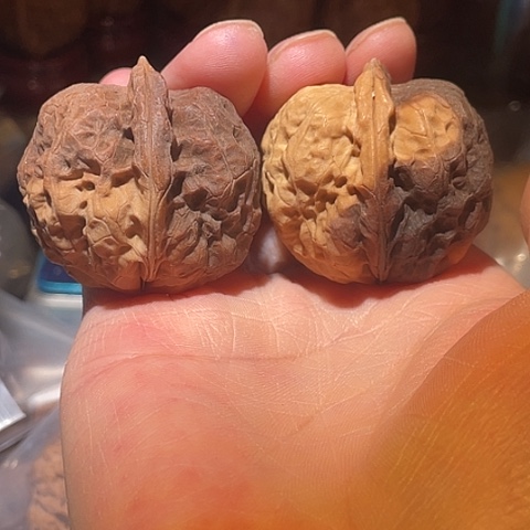 把件文玩核桃驼铃彩阴磕尖39